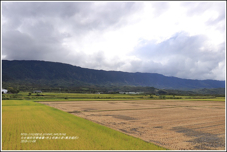 池上伯朗大道(黃金稻田)-2018-11-27.jpg