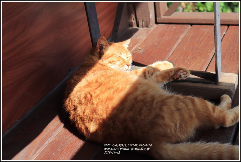 長濱星龍花園-2018-11-30.jpg 長濱星龍花園-2018-11-30.jpg