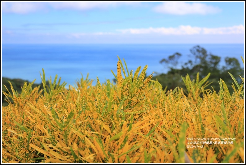 長濱星龍花園-2018-11-55.jpg 長濱星龍花園-2018-11-55.jpg