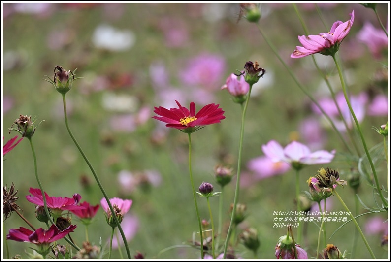 長濱星龍花園-2018-11-58.jpg 長濱星龍花園-2018-11-58.jpg