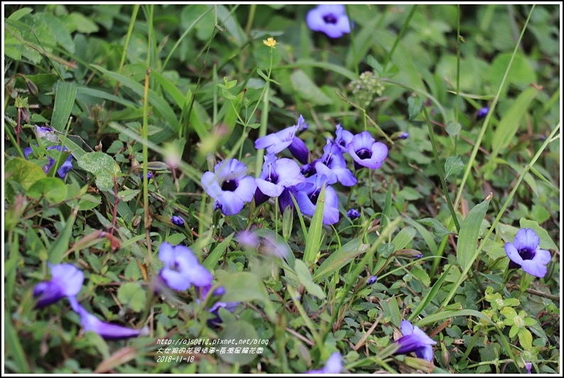 長濱星龍花園-2018-11-59.jpg