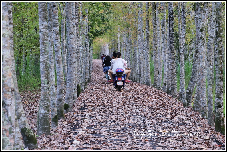 大農大富平地森林(南自行車道)-2018-11-48.jpg