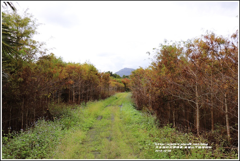 南華山下路落羽松林-2018-12-01.jpg