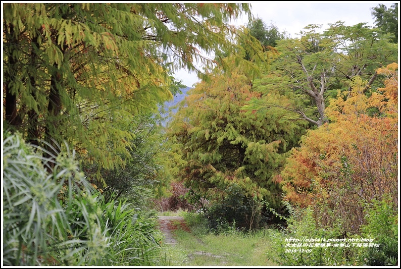 南華山下路落羽松林-2018-12-40.jpg