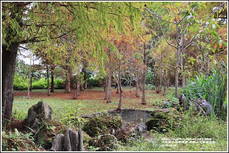 南華山下路落羽松林-2018-12-41.jpg