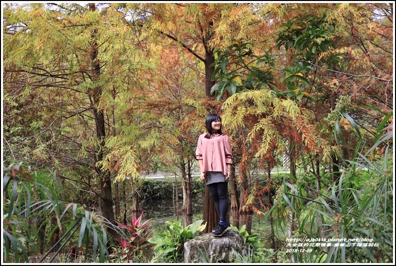 ,花蓮,吉安,中山園藝,落羽松,南華,山下路,秘境,水中落羽松,打卡,拍照,南華落羽松,