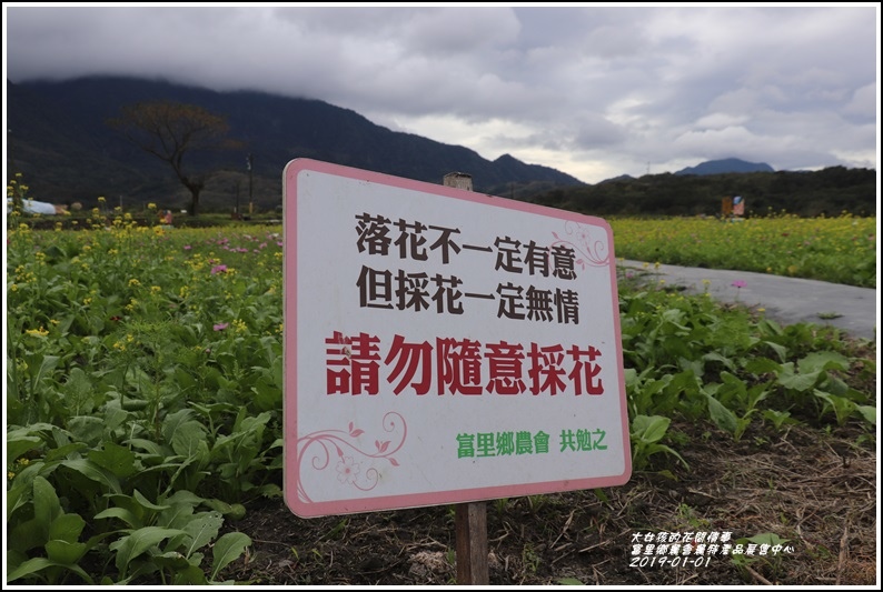 富里鄉農會花海-2019-01-01.jpg