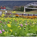 富里鄉農會花海-2019-01-06.jpg