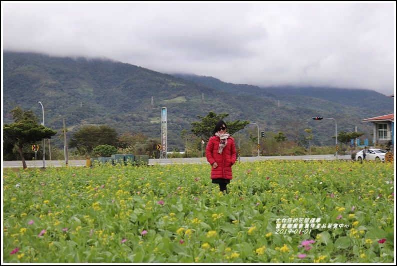 富里鄉農會花海-2019-01-10.jpg