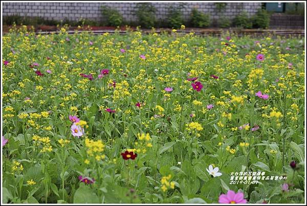 富里鄉農會花海-2019-01-13.jpg