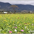 富里鄉農會花海-2019-01-17.jpg