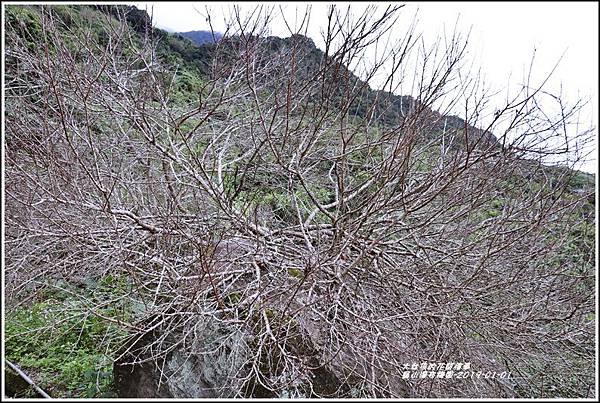 羅山瀑布梅園-2019-01-05.jpg