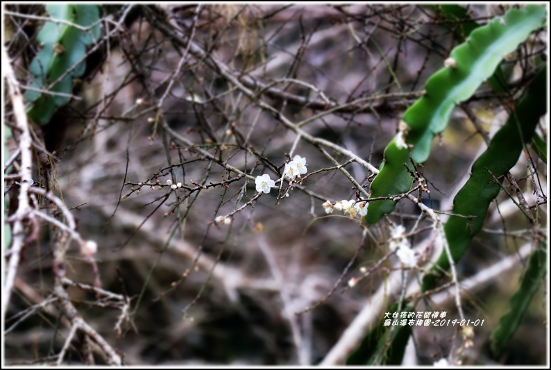 羅山瀑布梅園-2019-01-09.jpg