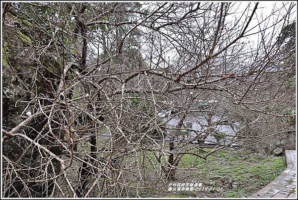 羅山瀑布梅園-2019-01-10.jpg