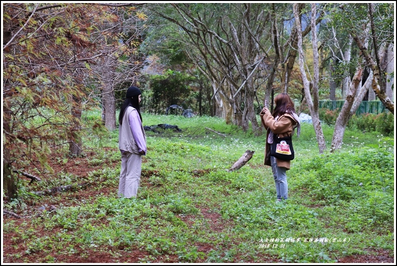 花蓮落羽松(雲山水)-2018-12-10.jpg