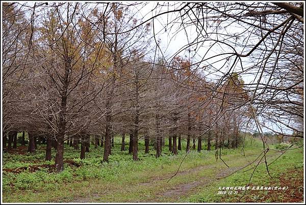 花蓮落羽松(雲山水)-2018-12-14.jpg