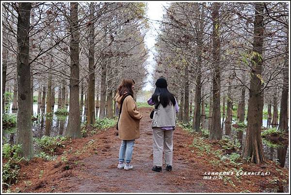 花蓮落羽松(雲山水)-2018-12-28.jpg