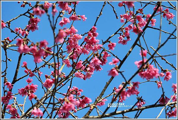 碧赫潭櫻花-2019-01-08.jpg