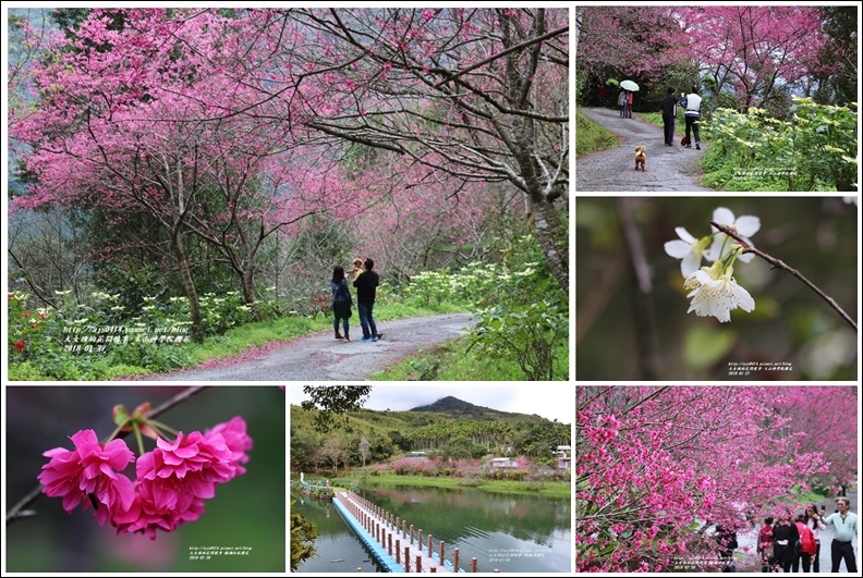 ,花蓮,中橫,碧綠神木,賞櫻,櫻花,碧赫潭,關原,西寶國小,玉山神學院,壽豐樹湖社區,櫻花步道,鳳林櫻花步道,部落,