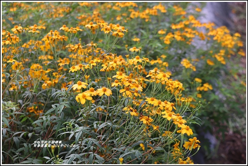 芳香萬壽菊-2019-01-01.jpg