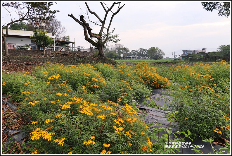 芳香萬壽菊-2019-01-09.jpg