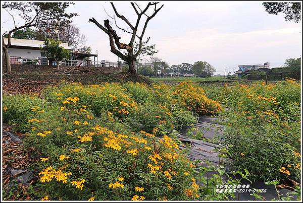 芳香萬壽菊-2019-01-09.jpg