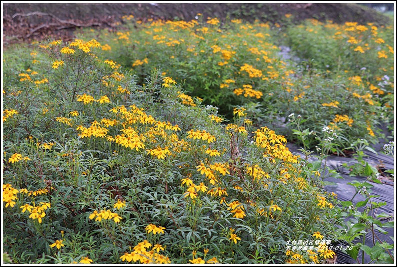 芳香萬壽菊-2019-01-12.jpg