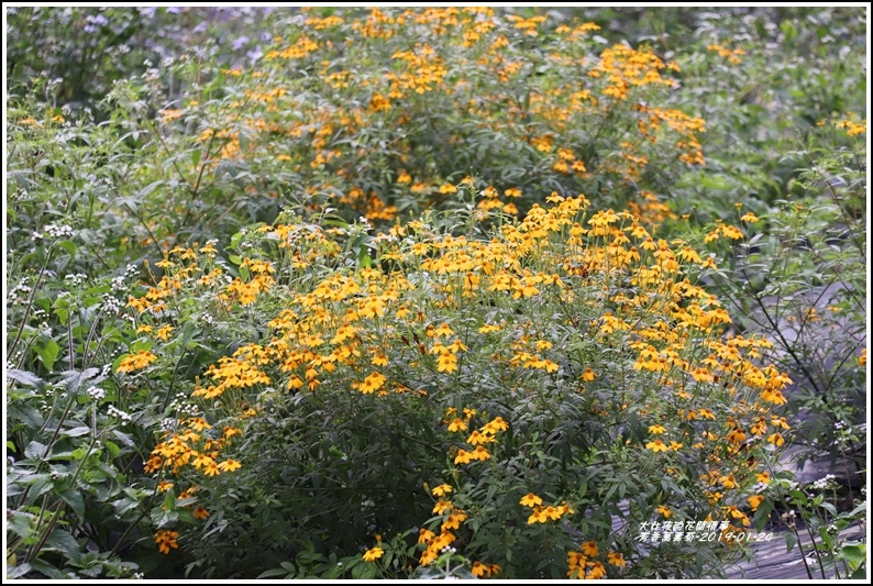 芳香萬壽菊-2019-01-16.jpg