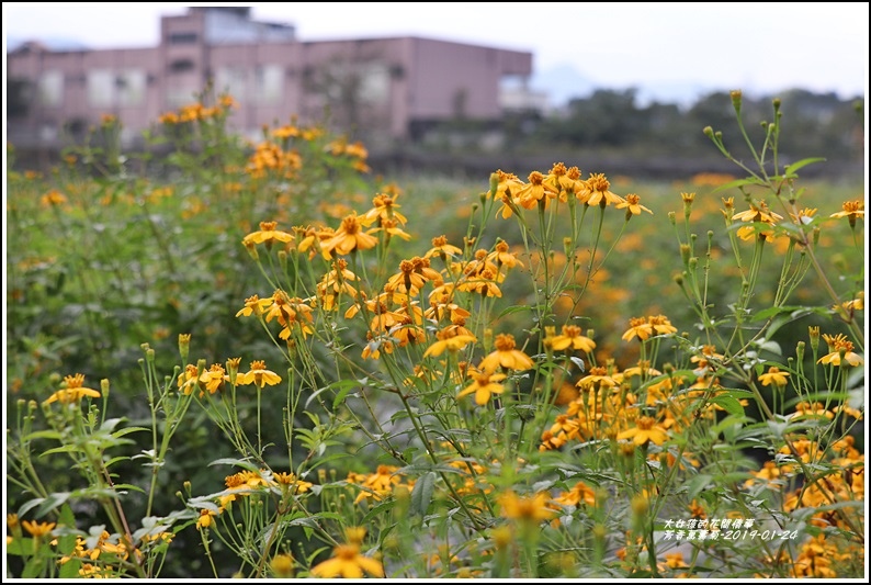 芳香萬壽菊-2019-01-20.jpg