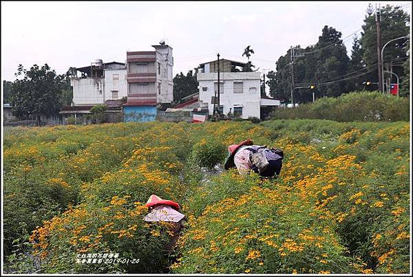 芳香萬壽菊-2019-01-22.jpg