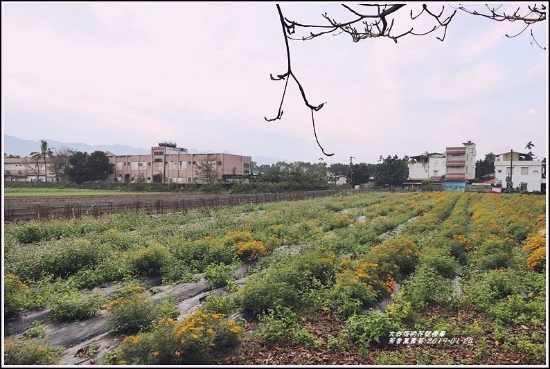 芳香萬壽菊-2019-01-26.jpg