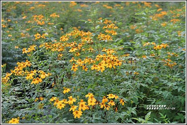 芳香萬壽菊-2019-01-28.jpg