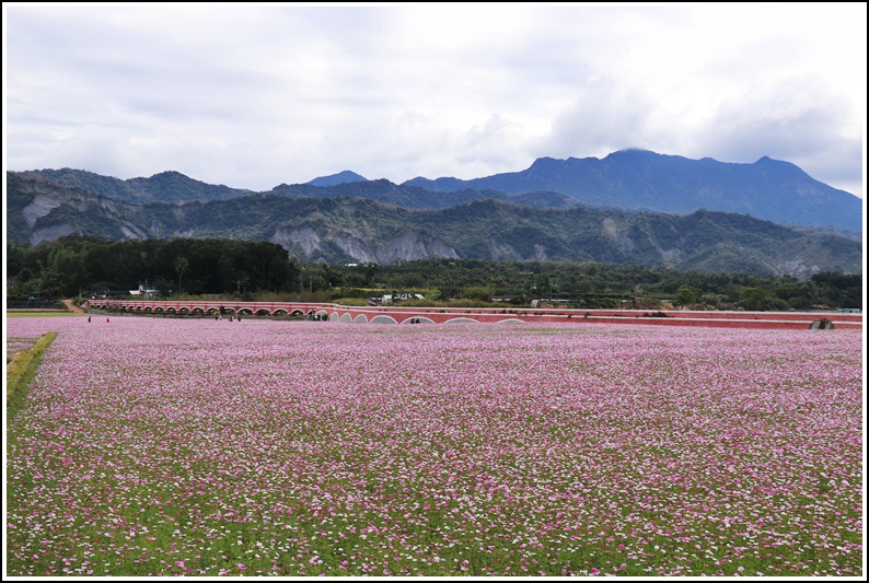 二層坪水橋,花蓮193縣道,玉里,富里,油菜花田,花東縱谷,紅白仿古磚,台東,鹿野,花海,波斯菊
