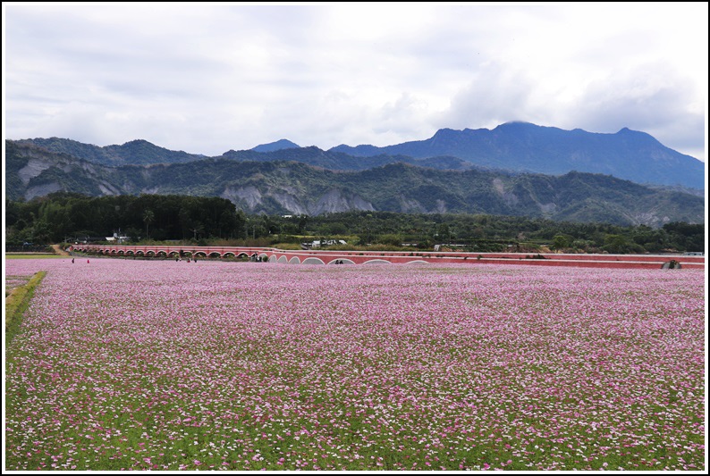 ,台東,鹿野,二層坪水橋,花海,波斯菊,油菜花田,打卡,