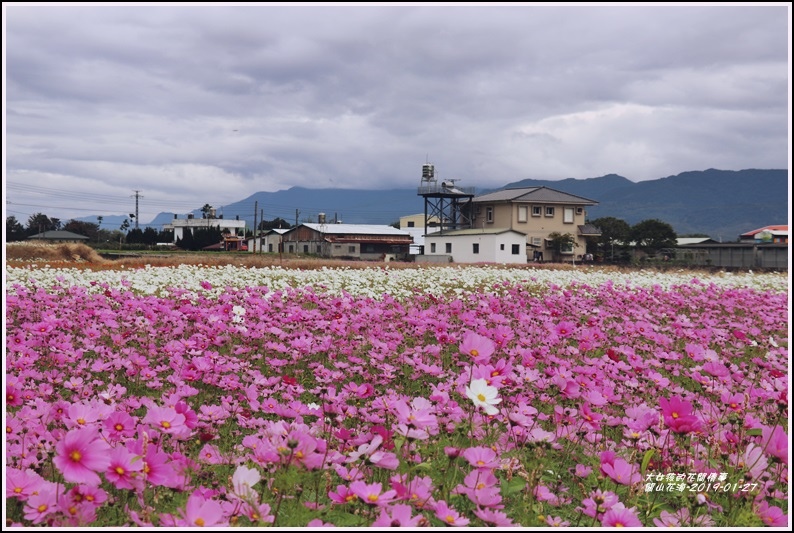 關山花海-2019-01-02.jpg