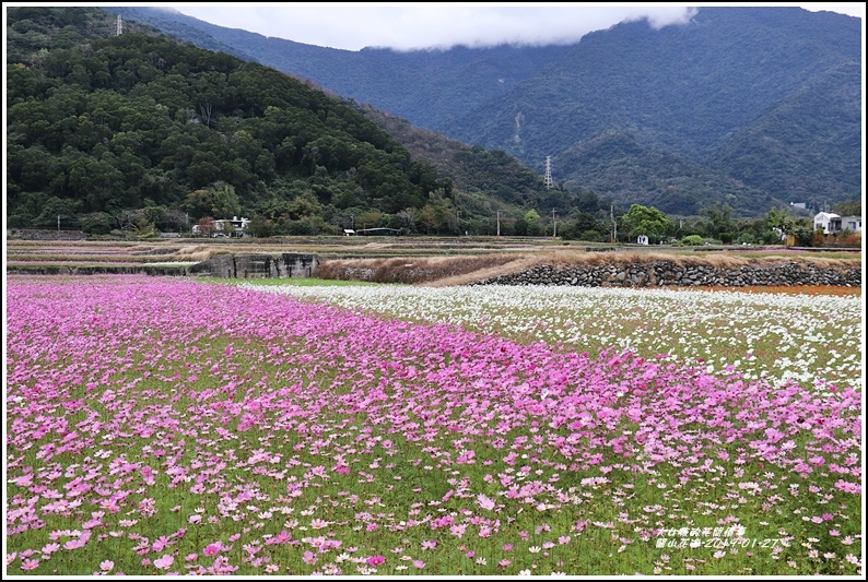 關山花海-2019-01-06.jpg