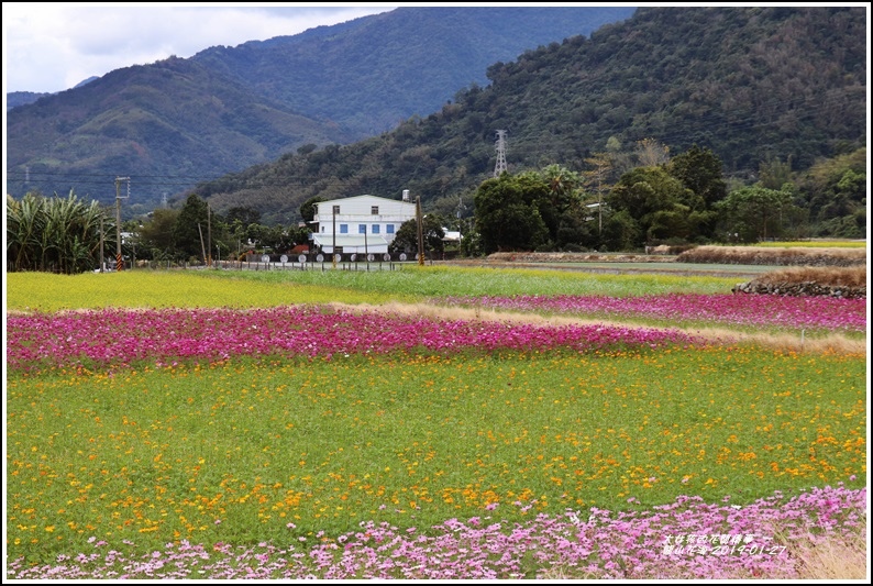 關山花海-2019-01-08.jpg