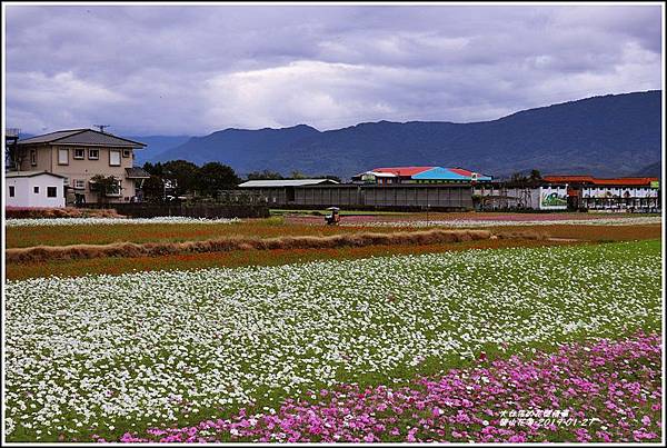 關山花海-2019-01-09.jpg