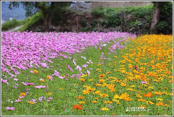 關山花海-2019-01-11.jpg