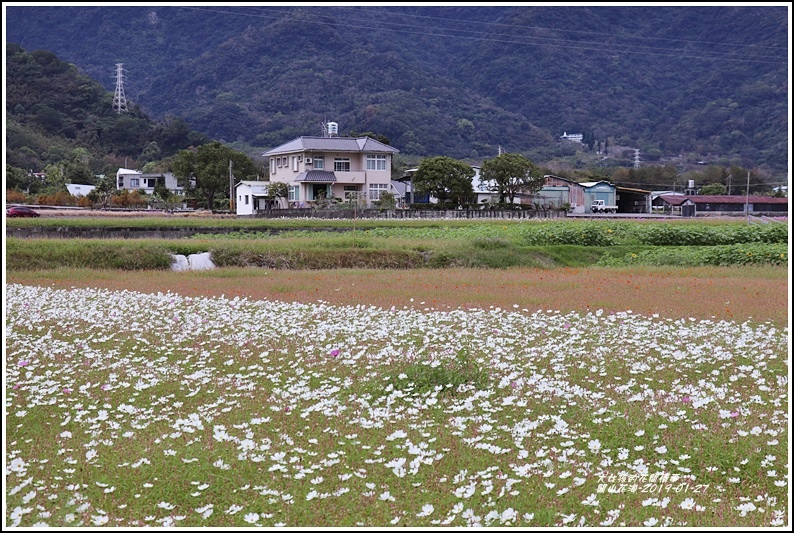 關山花海-2019-01-25.jpg