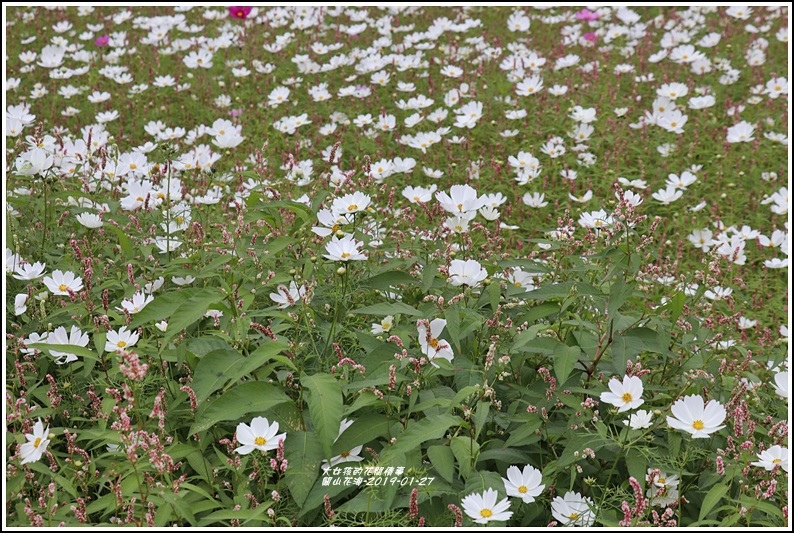 關山花海-2019-01-26.jpg