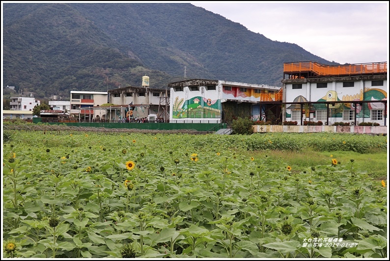 關山花海-2019-01-28.jpg