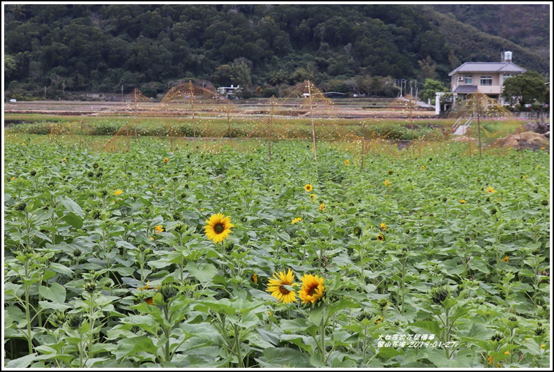 關山花海-2019-01-31.jpg