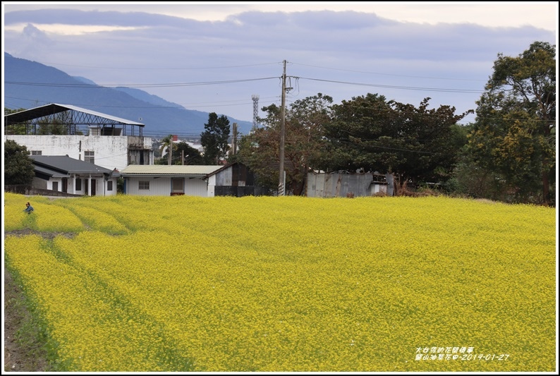 關山油菜花田-2019-01-03.jpg