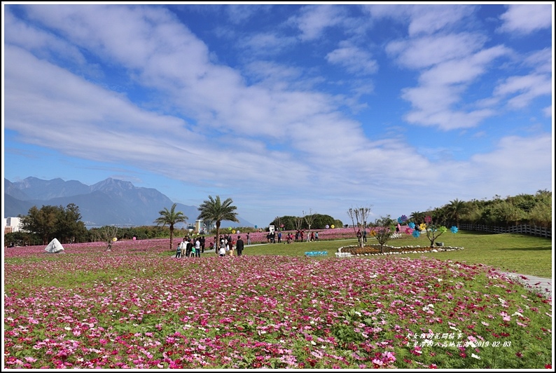 ,花蓮,七星潭,四八高地,花海,波斯菊,月牙灣,賞花,奇萊鼻,打卡,