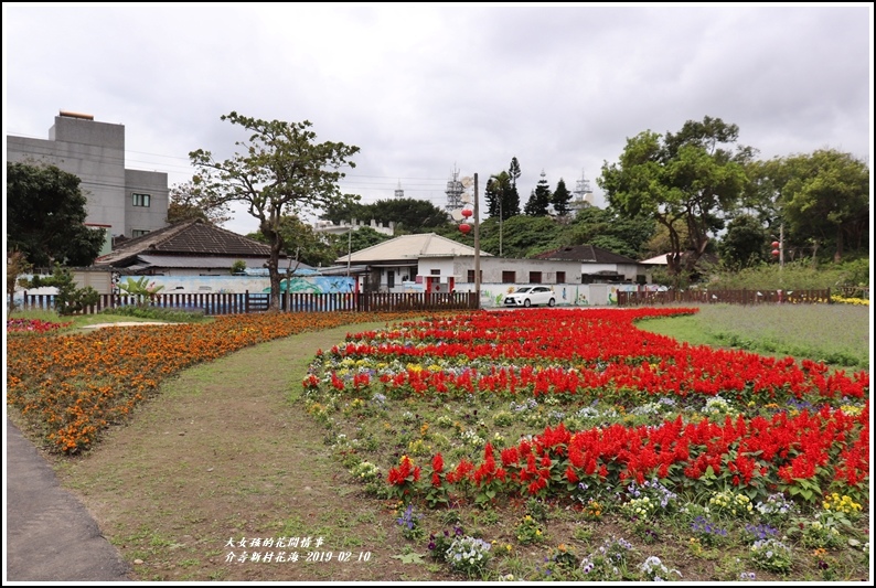 介壽新村花海-2019-02-03.jpg 介壽新村花海-2019-02-03.jpg