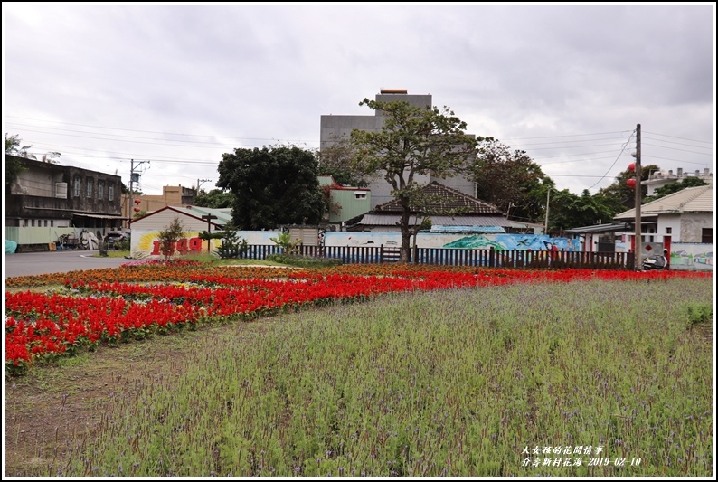 介壽新村花海-2019-02-05.jpg