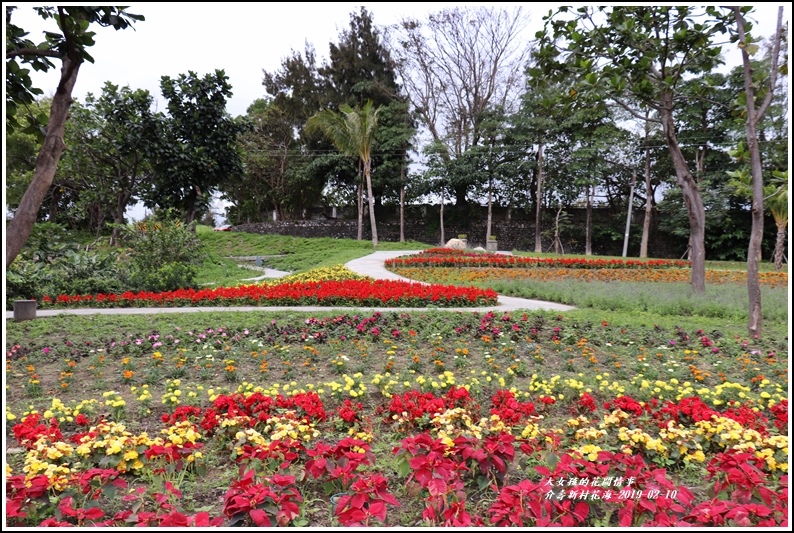 介壽新村花海-2019-02-06.jpg 介壽新村花海-2019-02-06.jpg