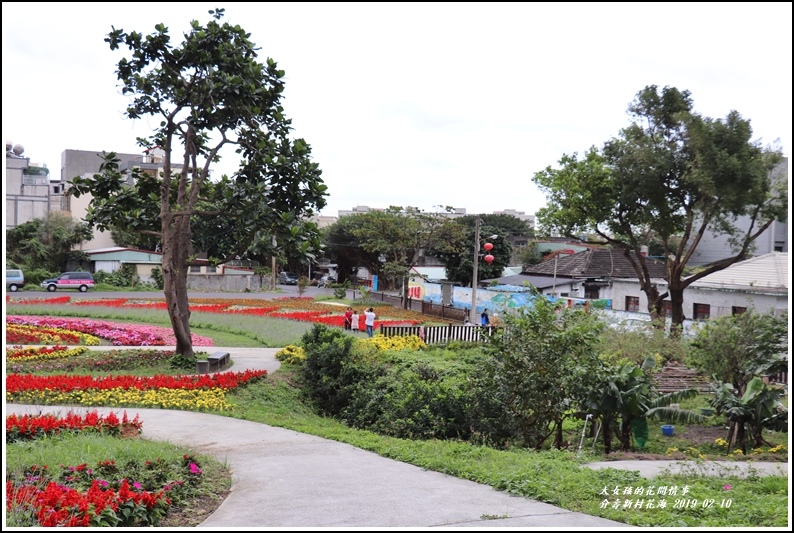 介壽新村花海-2019-02-07.jpg 介壽新村花海-2019-02-07.jpg