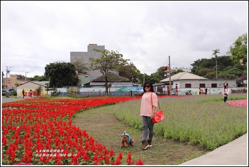 介壽新村花海-2019-02-10.jpg 介壽新村花海-2019-02-10.jpg